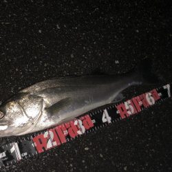 円山川シーバス