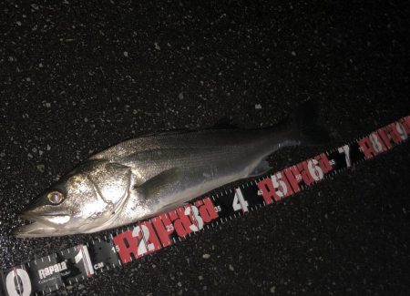 円山川シーバス