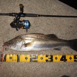 もう少し濁りが引かないと駄目か？