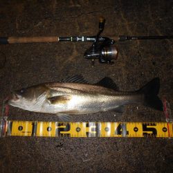 えげつない数のイナッコ…