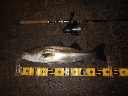 えげつない数のイナッコ…