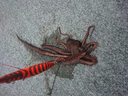 タコ釣り
