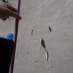 初のサビキ釣り