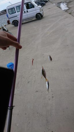 初のサビキ釣り