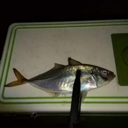 短時間アジング