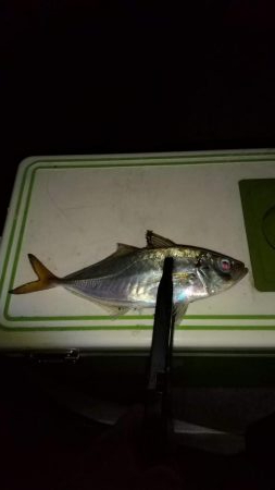 短時間アジング