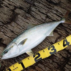 8か月ぶりの釣果