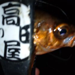 八雲で良型ゲット!!