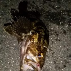 タケノコとガシラ