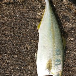 ミニツバスとサバ