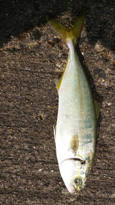 ミニツバスとサバ