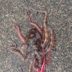 オクトパッシング