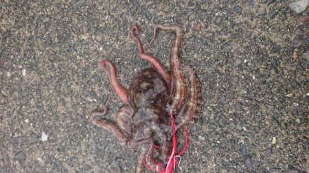 オクトパッシング