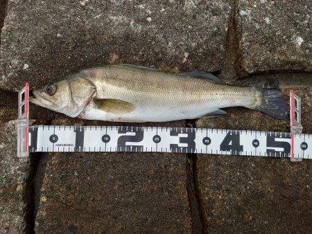 ちょい投げで狙う小魚