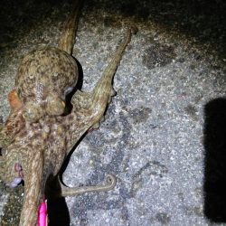 オクトパッシング