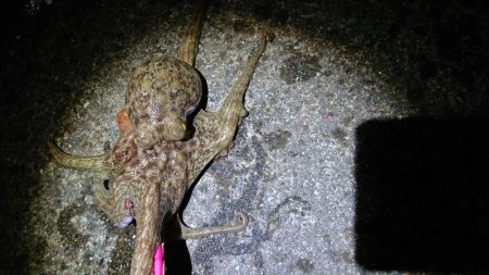 オクトパッシング