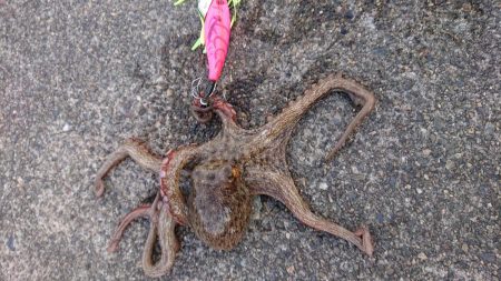 久しぶりのキロup