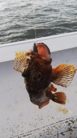 ガシラ12  タコ1