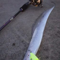 【新門司】タチウオ調査