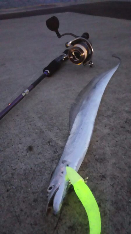 【新門司】タチウオ調査