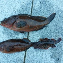 念願のキジハタ