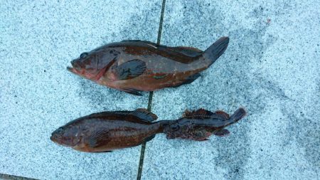 念願のキジハタ