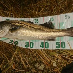 シーバス絶好調!