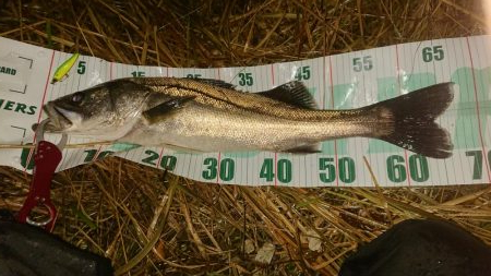 シーバス絶好調！