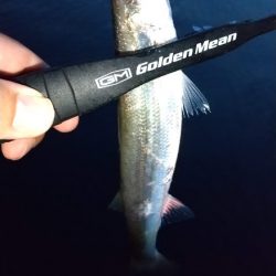 アジング　カマスも混ざる