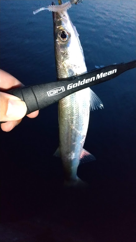 アジング　カマスも混ざる