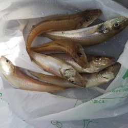 淡路島キス遠征