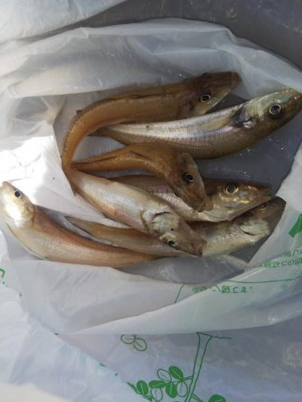 淡路島キス遠征