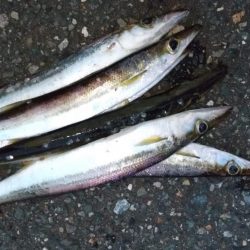 アジングタックルでカマス狙い