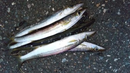 アジングタックルでカマス狙い