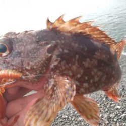 ロックフィッシュ狙いでキジハタ・カサゴ