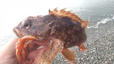 ロックフィッシュ狙いでキジハタ・カサゴ