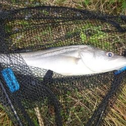 オヌマンバイブ