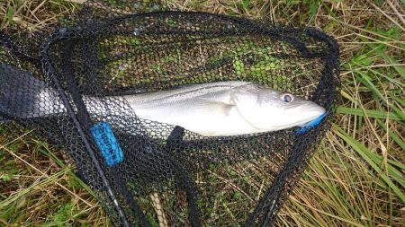 オヌマンバイブ