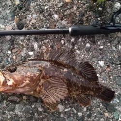 ロックフィッシュ狙いでキジハタ・タケノコメバル