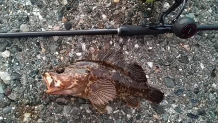 ロックフィッシュ狙いでキジハタ・タケノコメバル