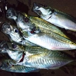 ジグ単アジング