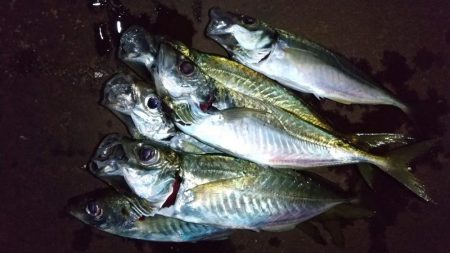 ジグ単アジング