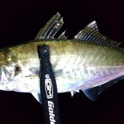 朝マズメアジング