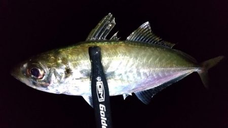 朝マズメアジング