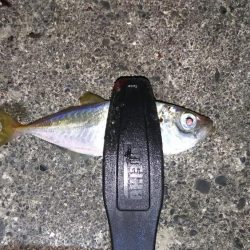 夜光虫まみれのアジング