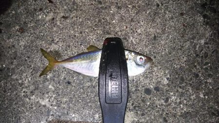 夜光虫まみれのアジング