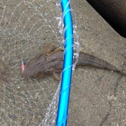 マゴチ狙い　ボトムワインド