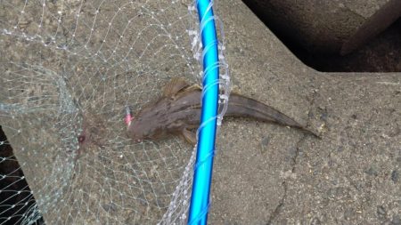 マゴチ狙い　ボトムワインド