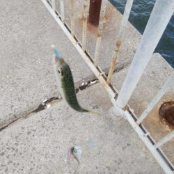 今年はサバしかいてない