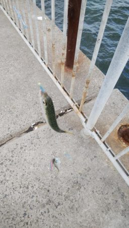 今年はサバしかいてない